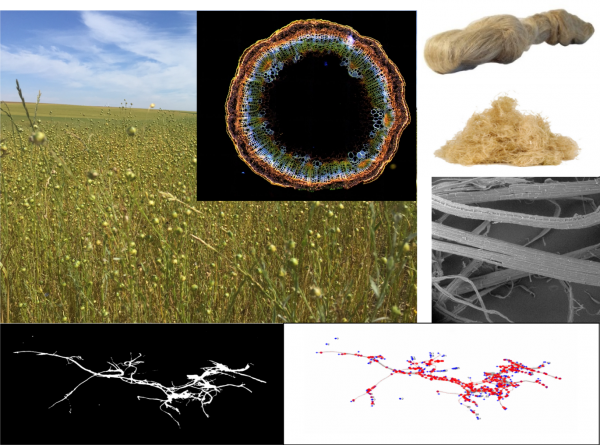 Le lin fibres biosourcées