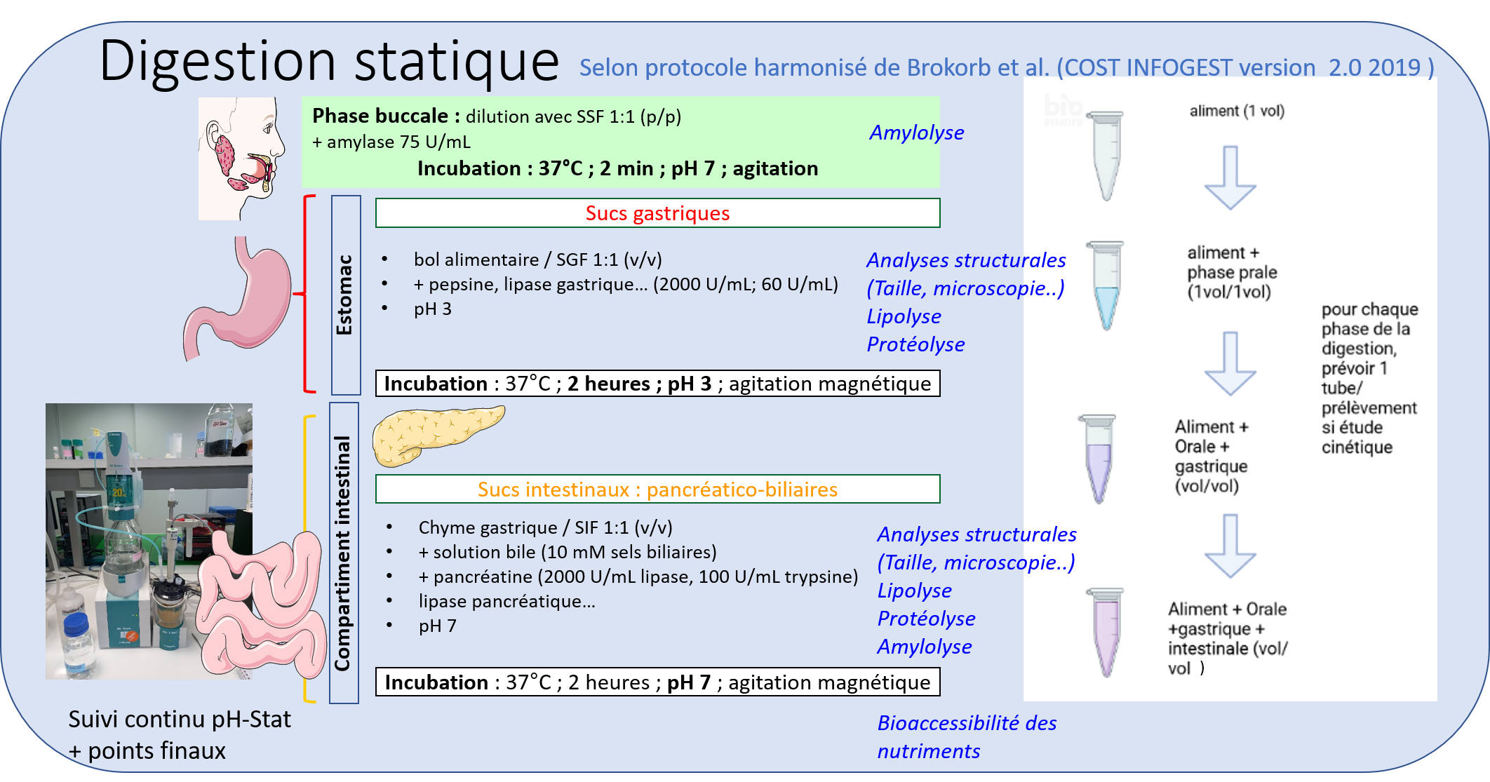 Illustration Digestion Statique