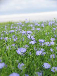 Projet FLOWER