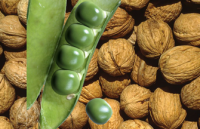 Coques de noix et gousses de petits pois